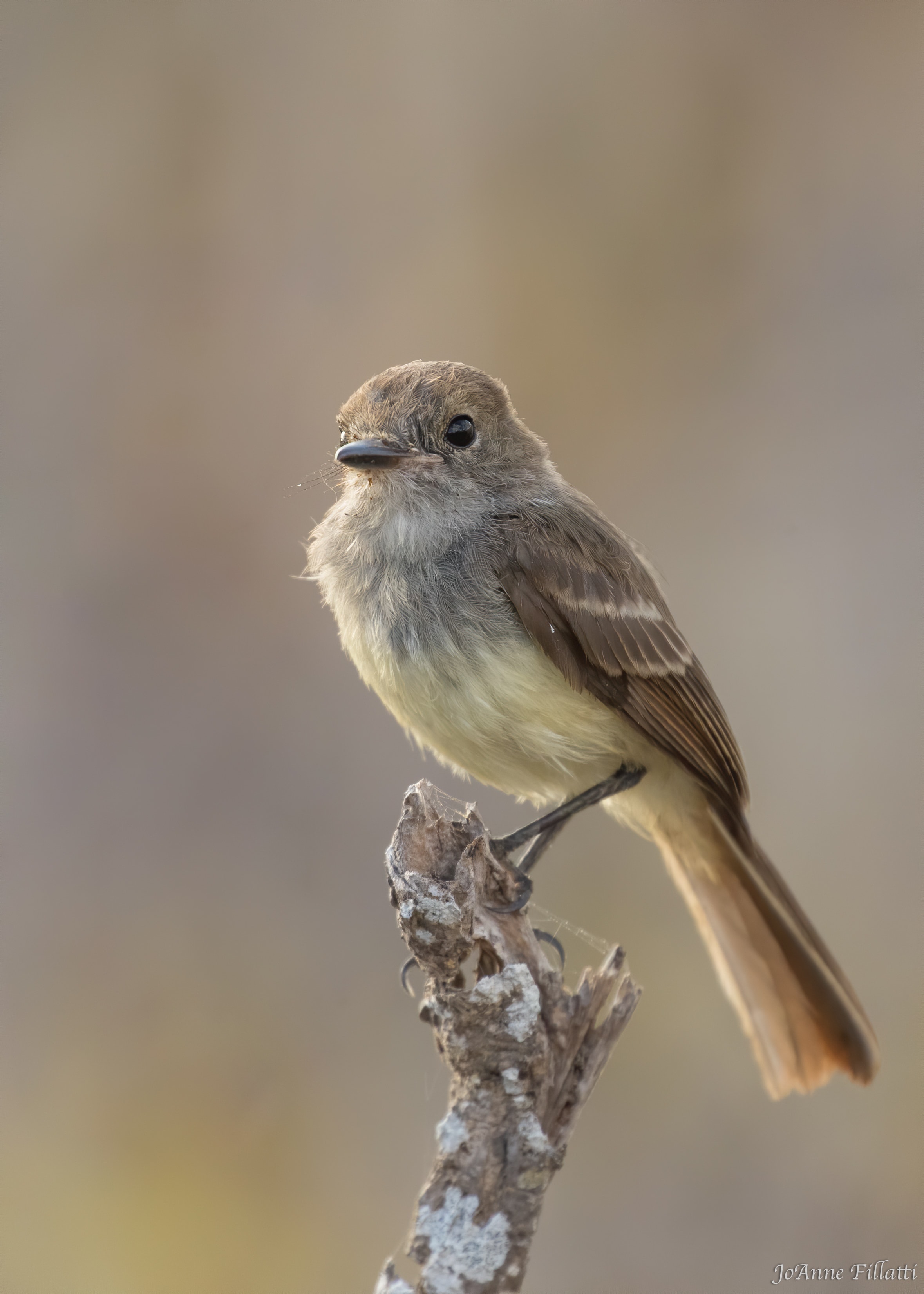 bird of galapagos image 40